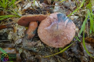 boletus luridus (1) (1000 x 667).jpg_product_product_product_product